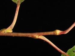 Salix caprea. Young branchlet and leaf petioles.
 Image: D. Glenny © Landcare Research 2020 CC BY 4.0